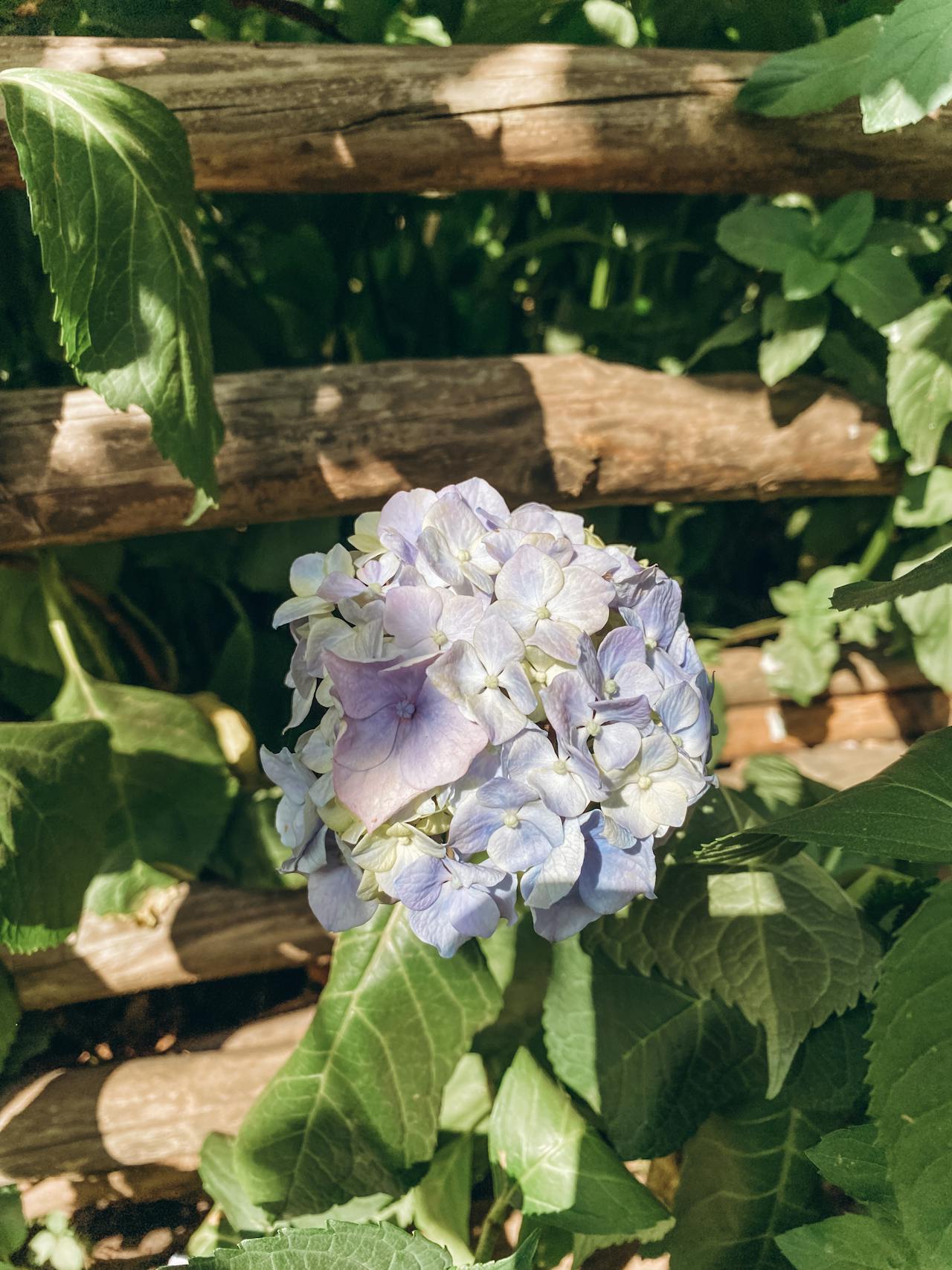 Best Lashes in California — 2026 Guide