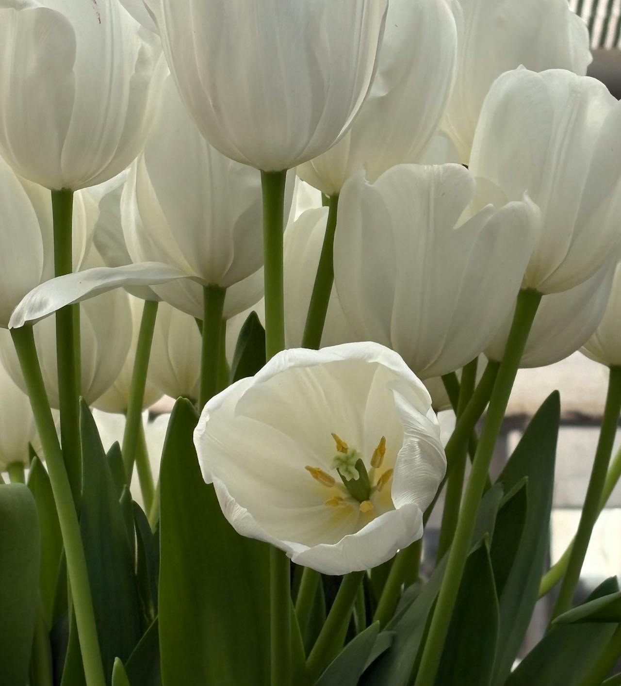 Best Lashes in College Park, MD — 2026 Guide