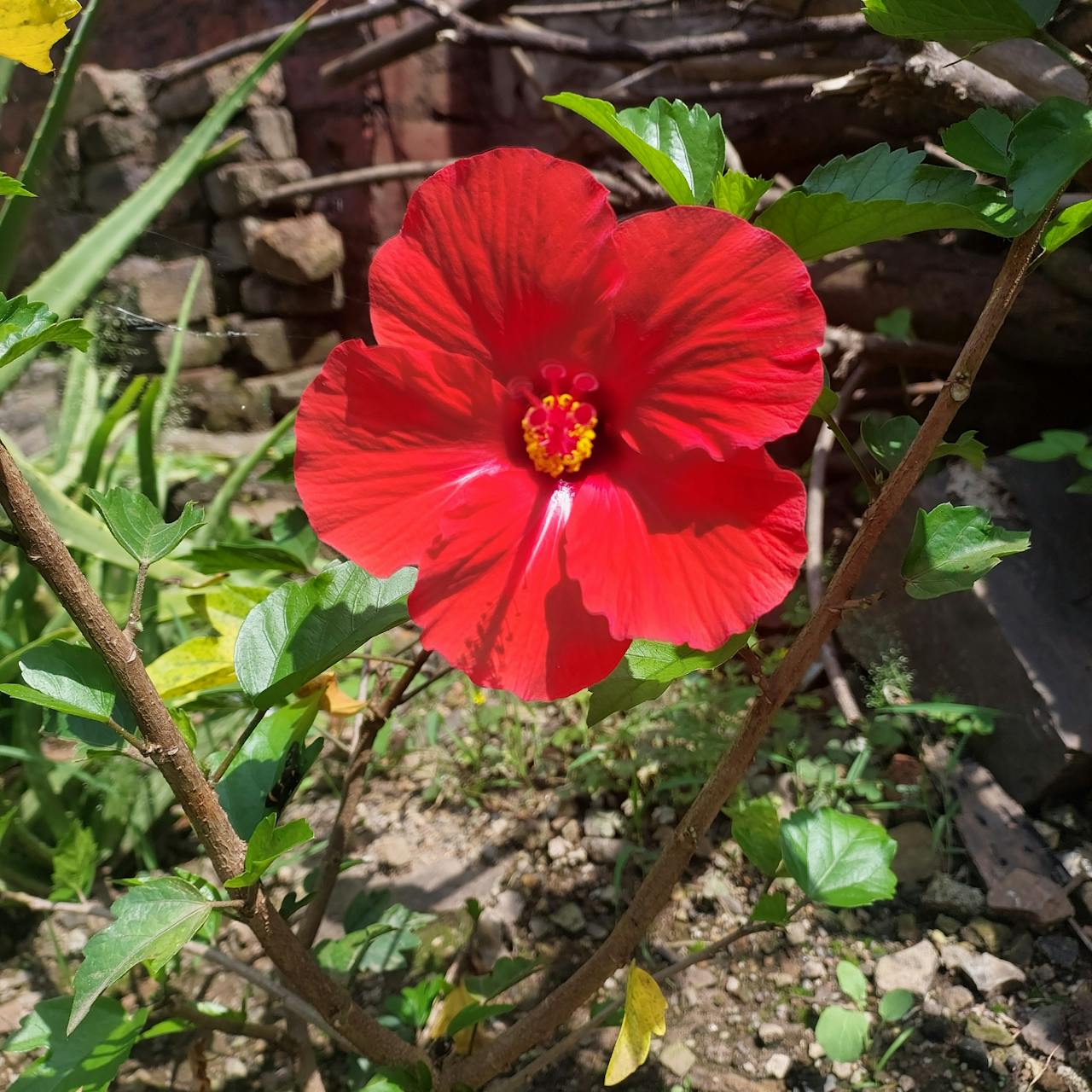 Top 2 Lashes & Brows Spots in Chicago, IL You Need to Visit